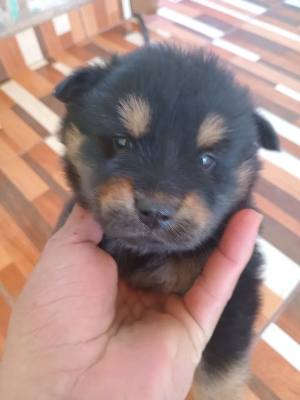 Filhote de Chow Chow femea