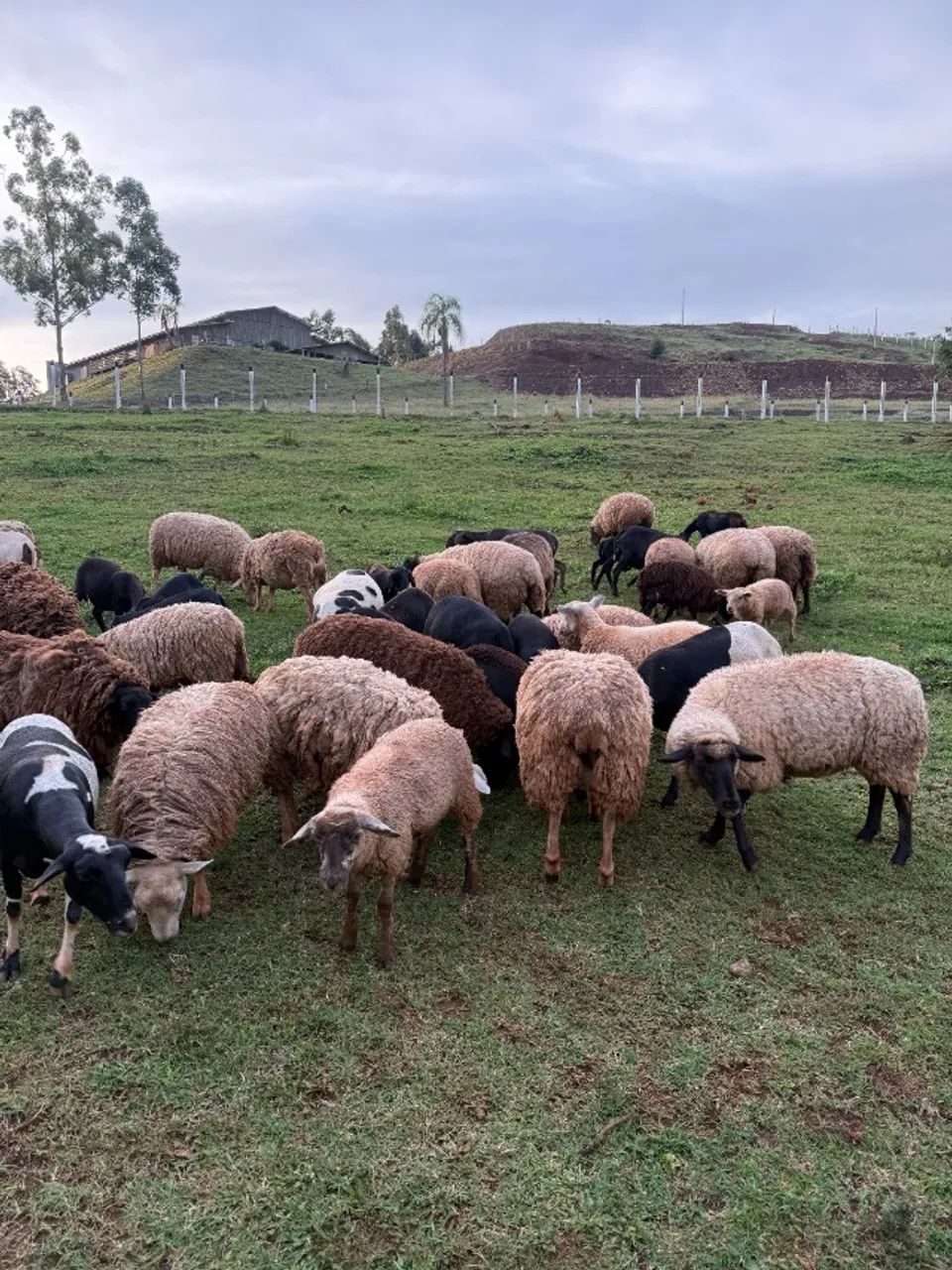 Ovelhas Texel e Suffolk puras - Genética de Qualidade  - Foto 2