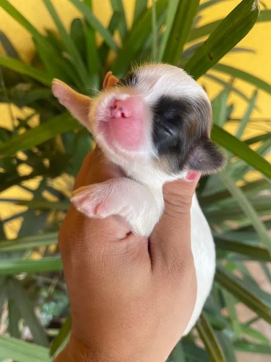 Lindos Exemplares de Shih tzu 