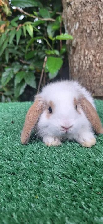 Mini coelhos várias raças