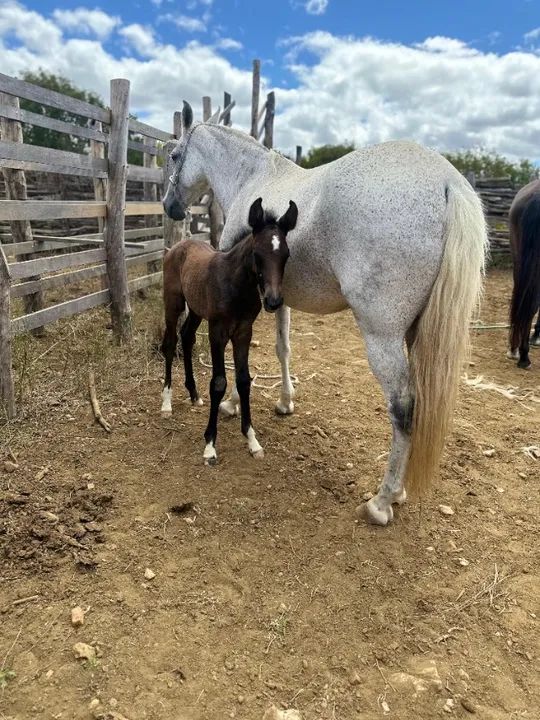 Potro filho do gato da pedra ferrada - Foto 2