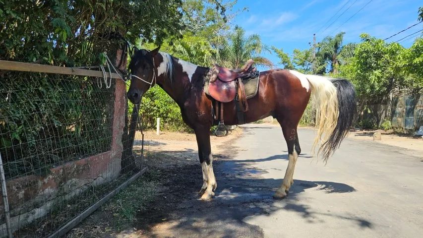 Cavalo Manga Larga Marchador registrado