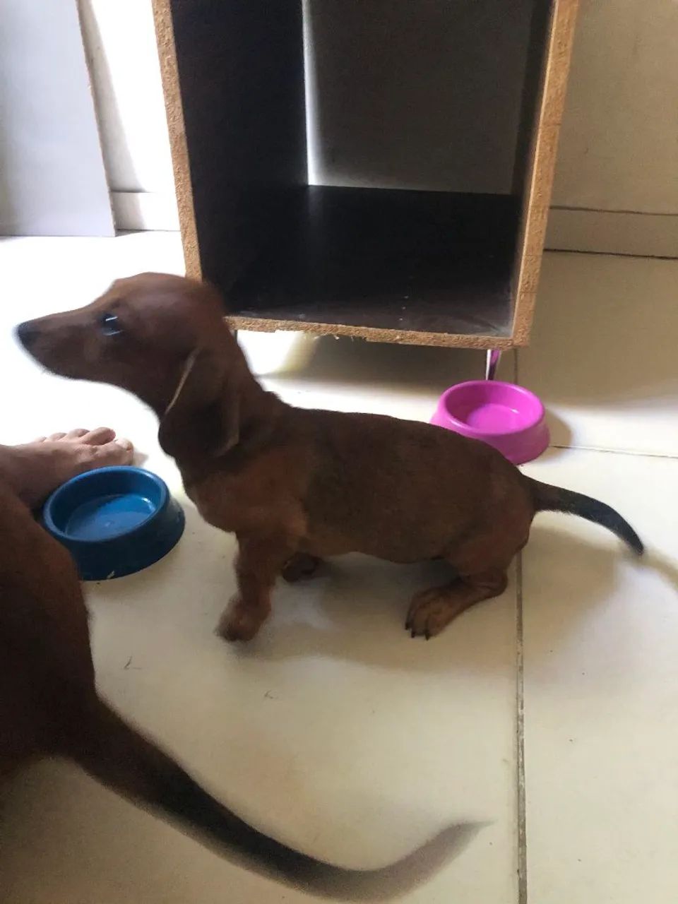Dachshund Cachorros Nossa Senhora do Socorro 1448952446 OLX