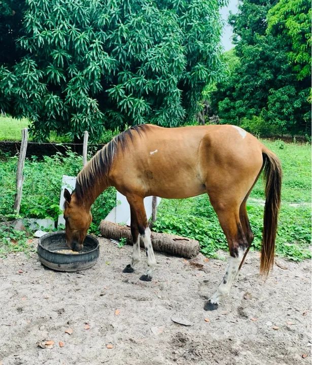 Cavalo campolina com 26 meses  - Foto 2