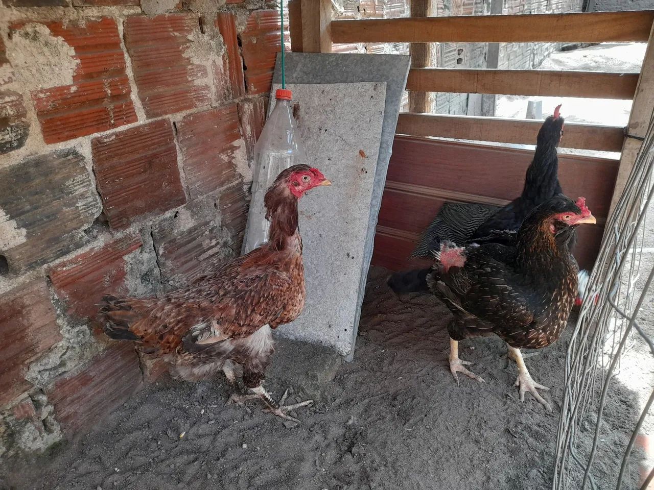 Galinhas  - Foto 2