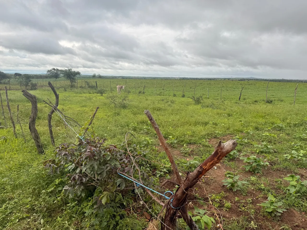 Terreno 21x33 - povoado jurubeba, vizinho a cidade de maria, Craíbas - AL