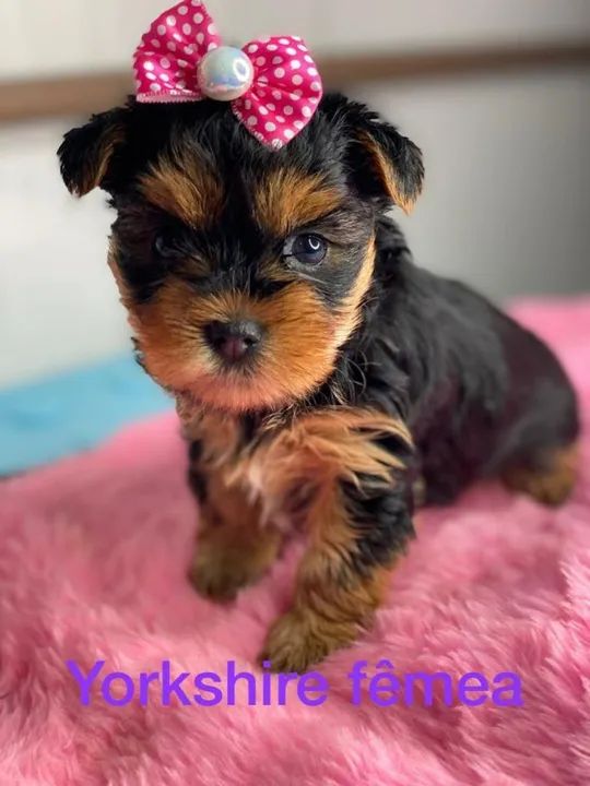 Prepare-se para viver momentos incríveis ao lado dele