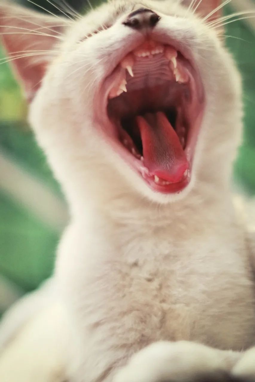 Doa-se Gato 6 meses (Vacinado e Carinhoso) - Foto 2