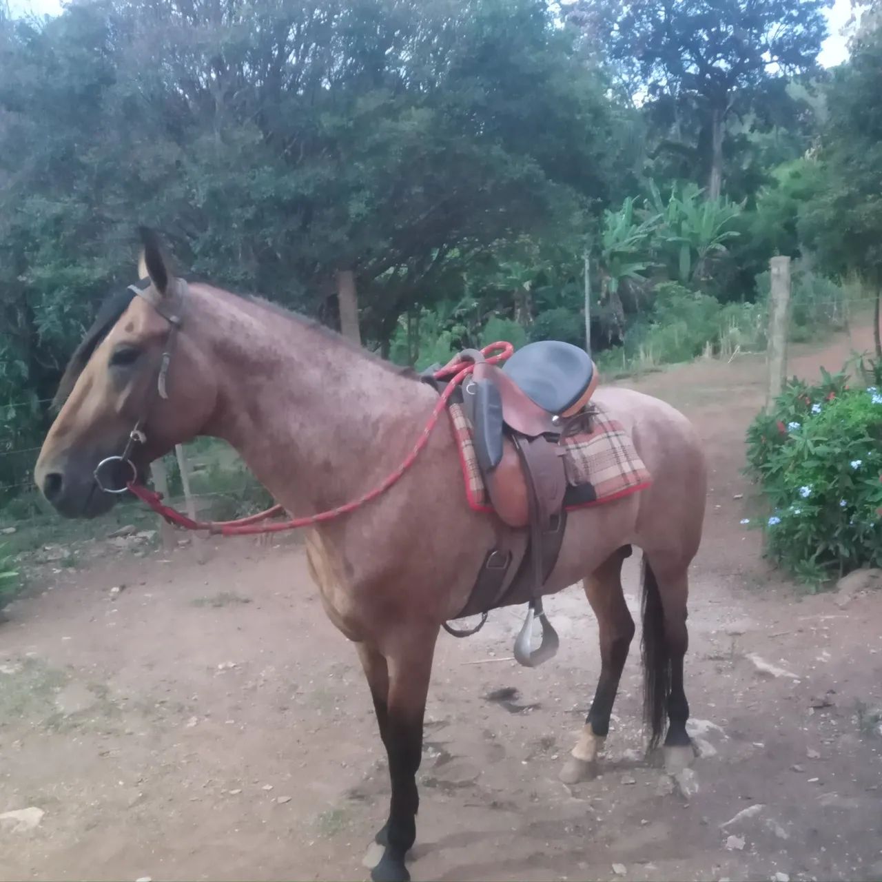 Cavalo rosilho diferenciado  - Foto 6