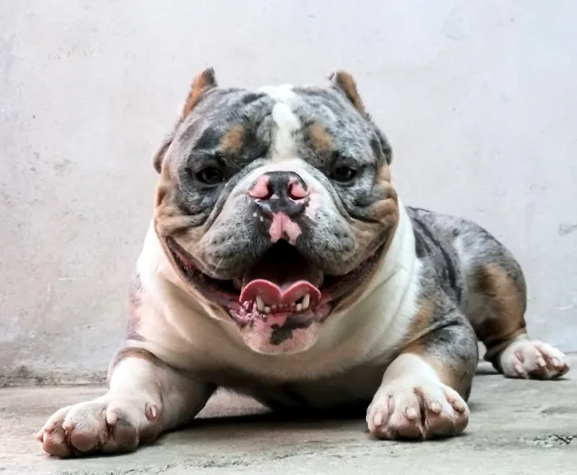 Cobertura American bully Tri Black Merlin
