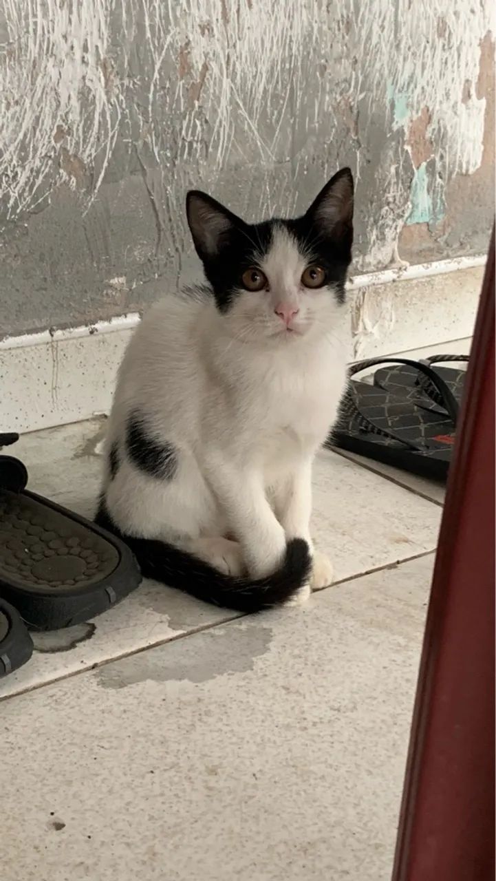 Gatinhos para adoção - vermifugados - Foto 2