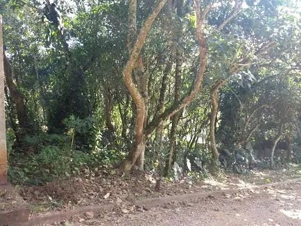 Vila Diva, Vila Diva, Carapicuíba - Foto 2