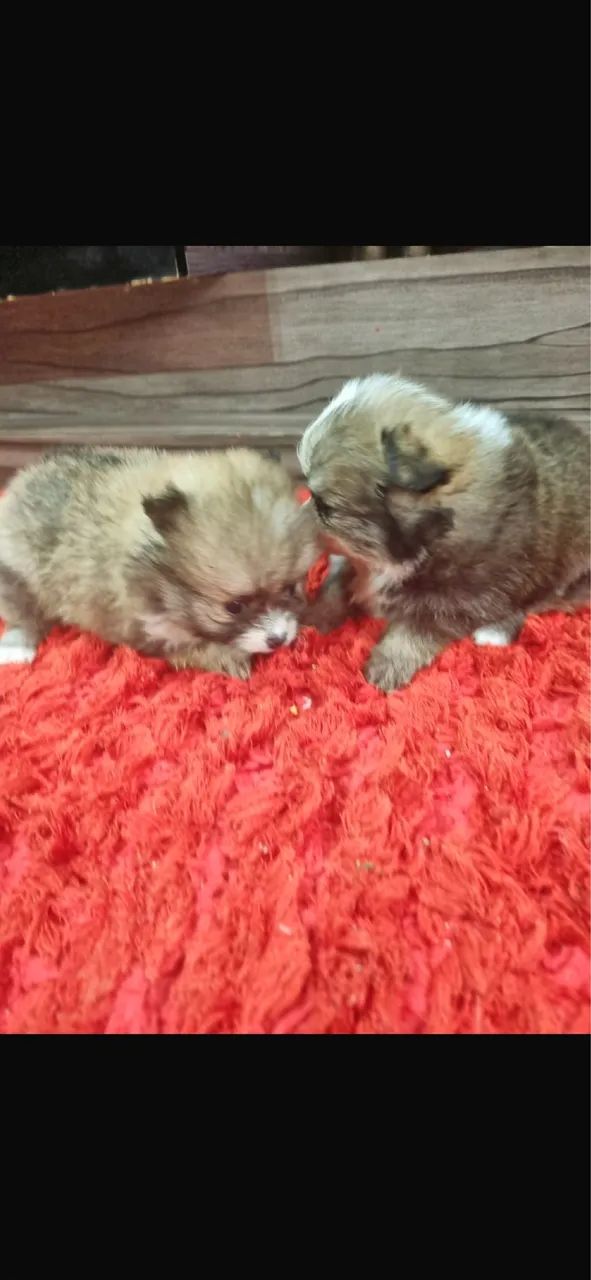 SPITZ ALEMÃO BOLINHA DE PELO - Foto 2