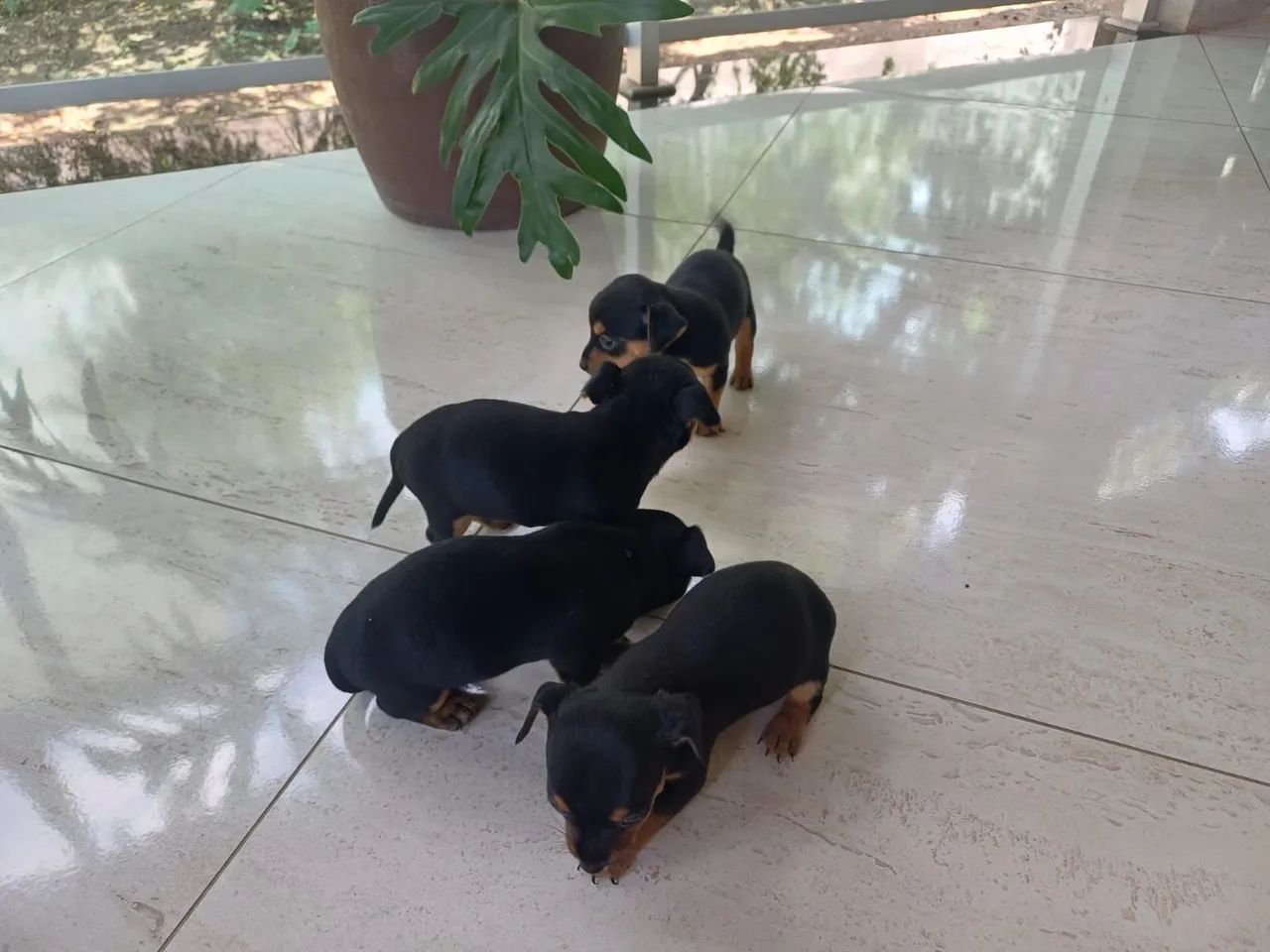 Filhote pinscher 1 - Foto 3