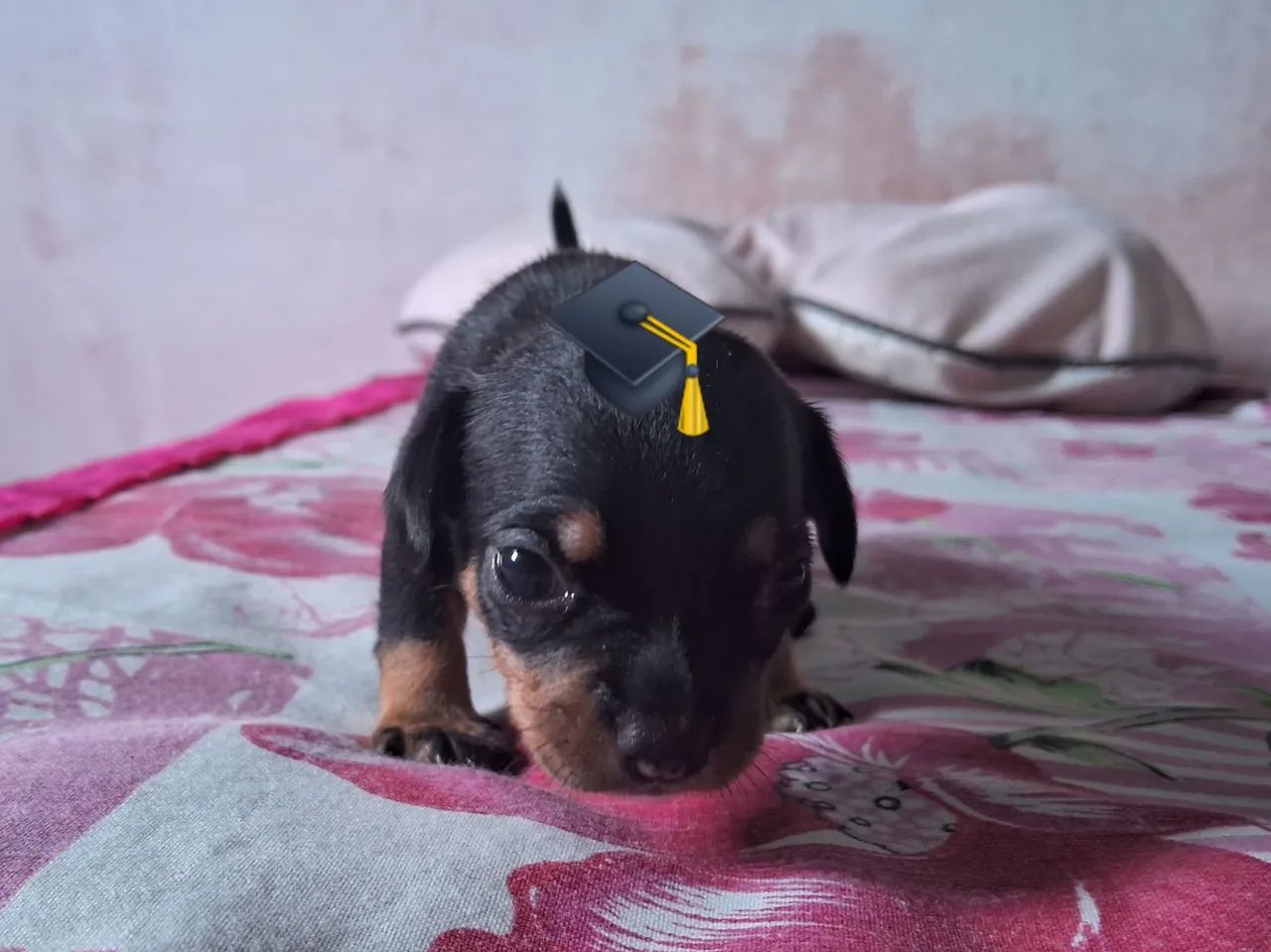 Vendo filhotes de Pinscher 1 - Foto 2