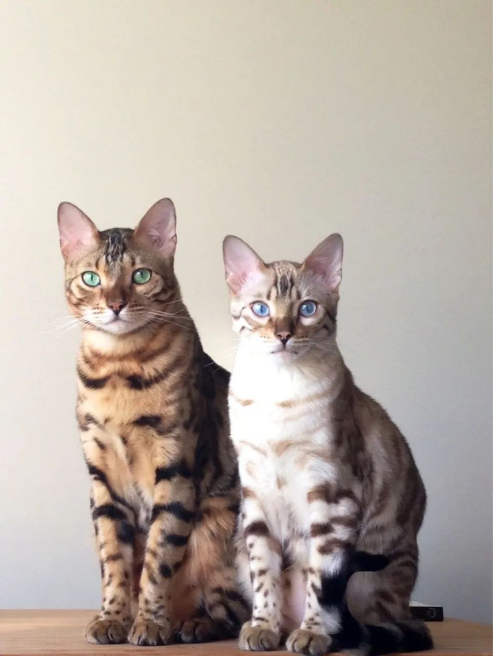 Filhotes de gato bengal - Pelagem Selvagem e Temperamento Doce! - Foto 2