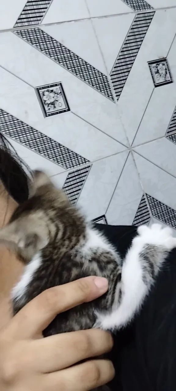 2 GATOS MACHOS  - Foto 6