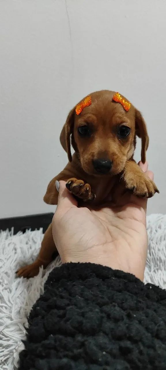 Basset fêmeas filhotes disponíveis cachorro  - Foto 3