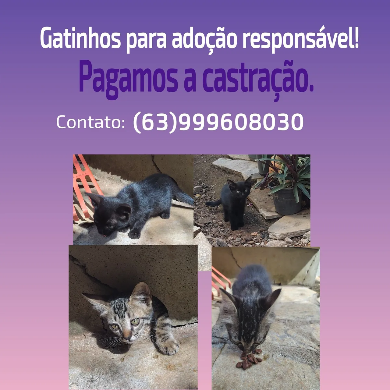 Adoção 