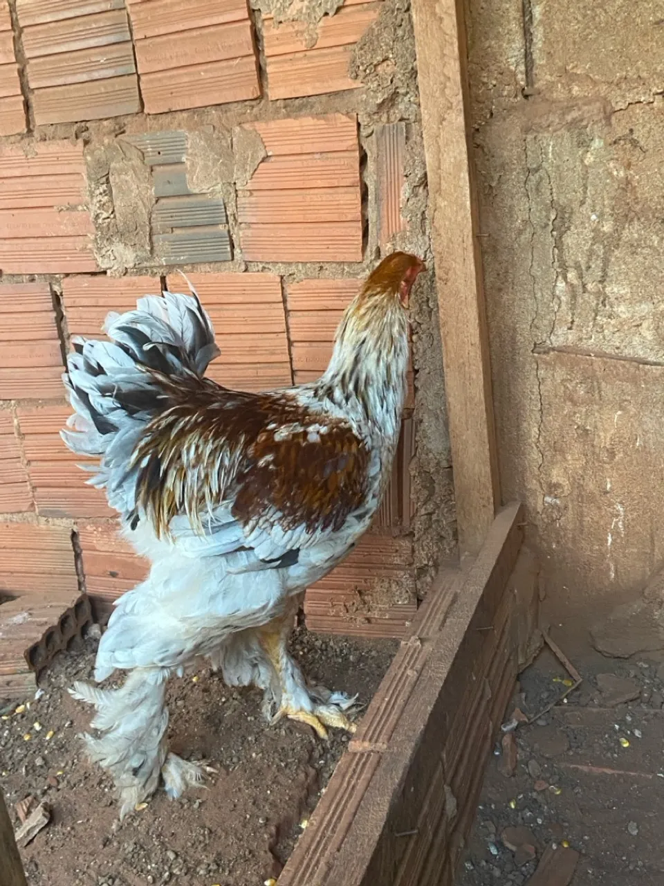 Lote Brahma perdiz splash