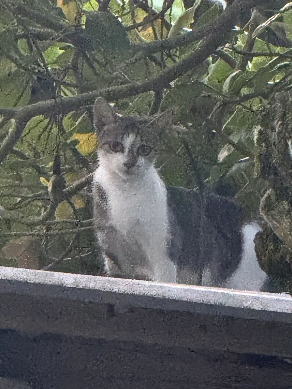 AJUDA 1 macho e 2 fêmeas para adoção responsável - Foto 4