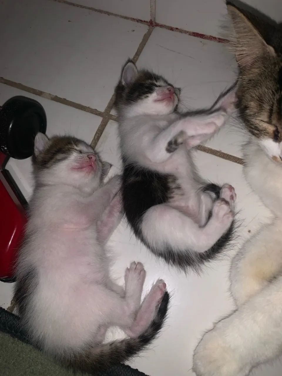 adoção responsável 