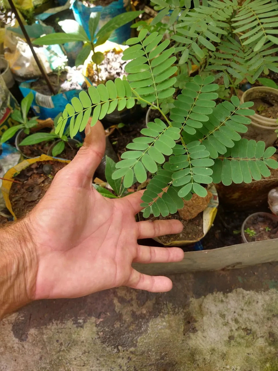 Mudas de Tamarindo