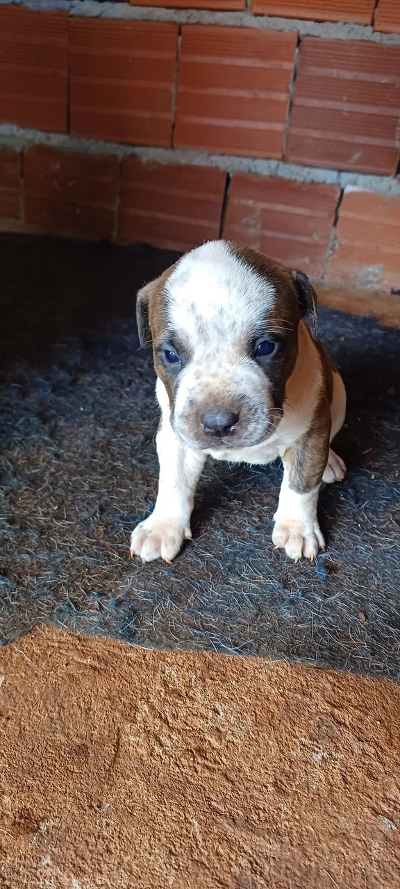 Filhote de Pitbull para venda