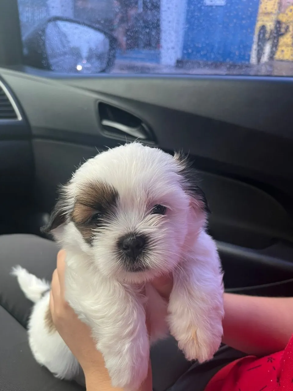 Cachorro da Raça Shih Tzu,