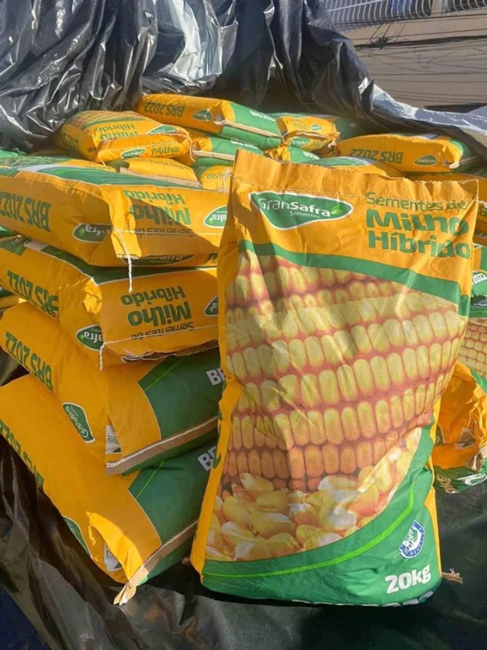 Sementes de Milho Híbrido e Sorgo Ponta Negra - GranSafra (Loja)