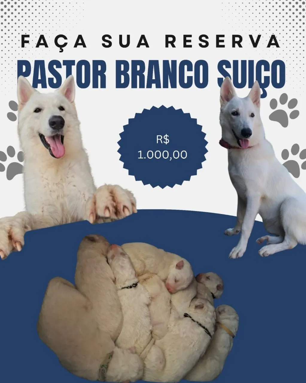 Pastor Branco Suíço - Filhotes