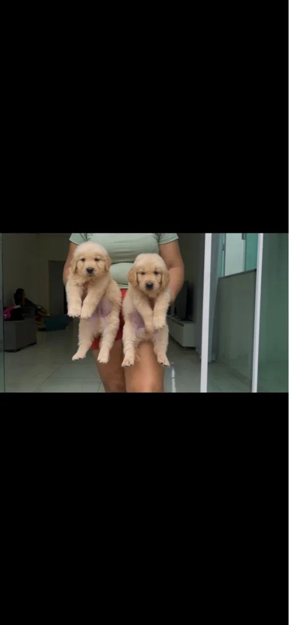 Filhotes de Golden Retriever