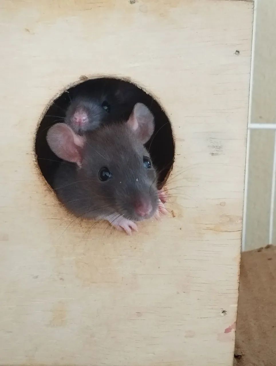 Rato Twister (Rato branco) - Foto 4