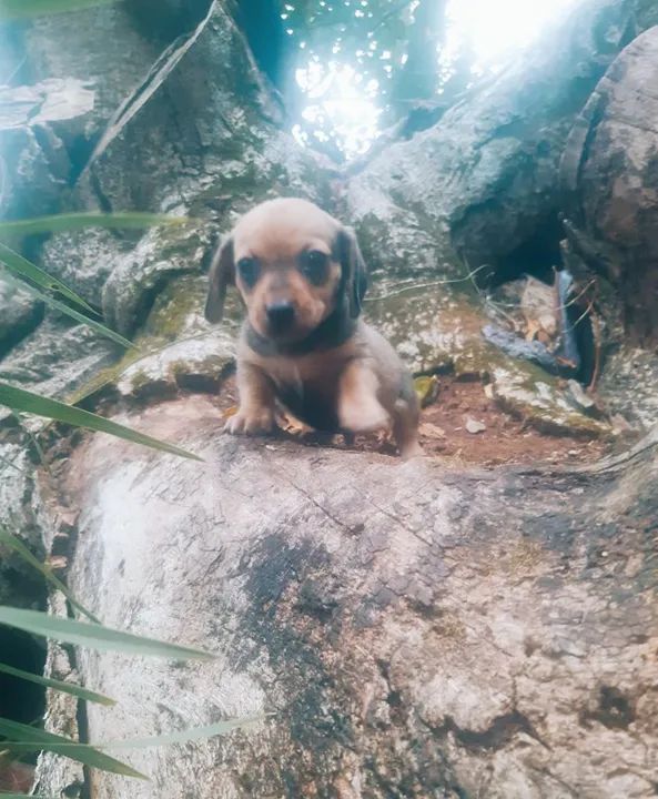 Filhote de Dachshund - Foto 2