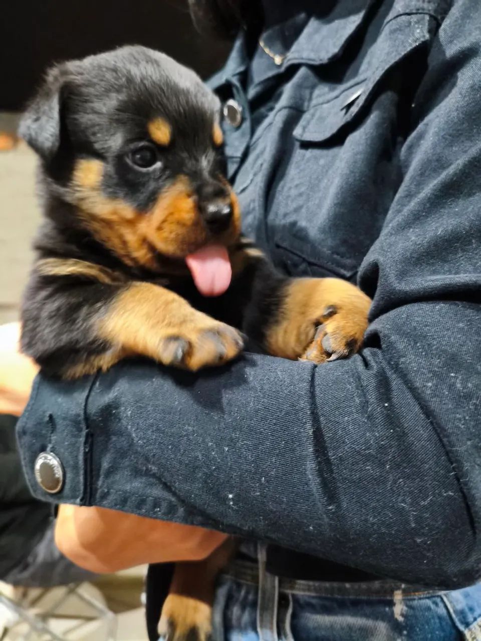 Vendo filhotes de Rottweiler com pedigree  - Foto 6