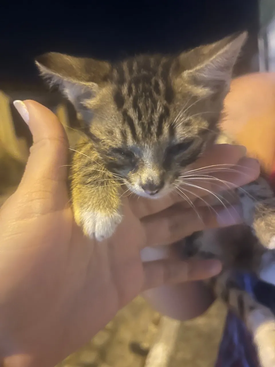 Gatinho filhote para adoção