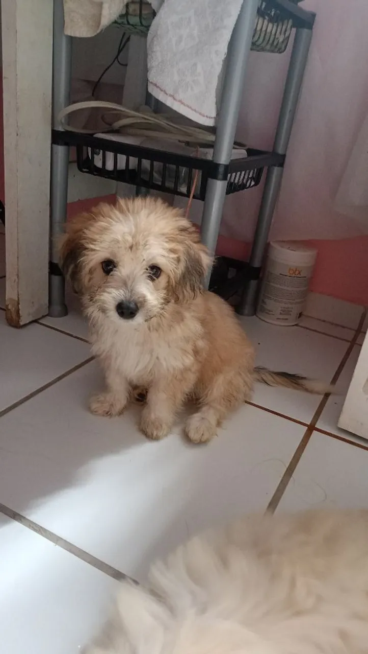 Poodle para vender