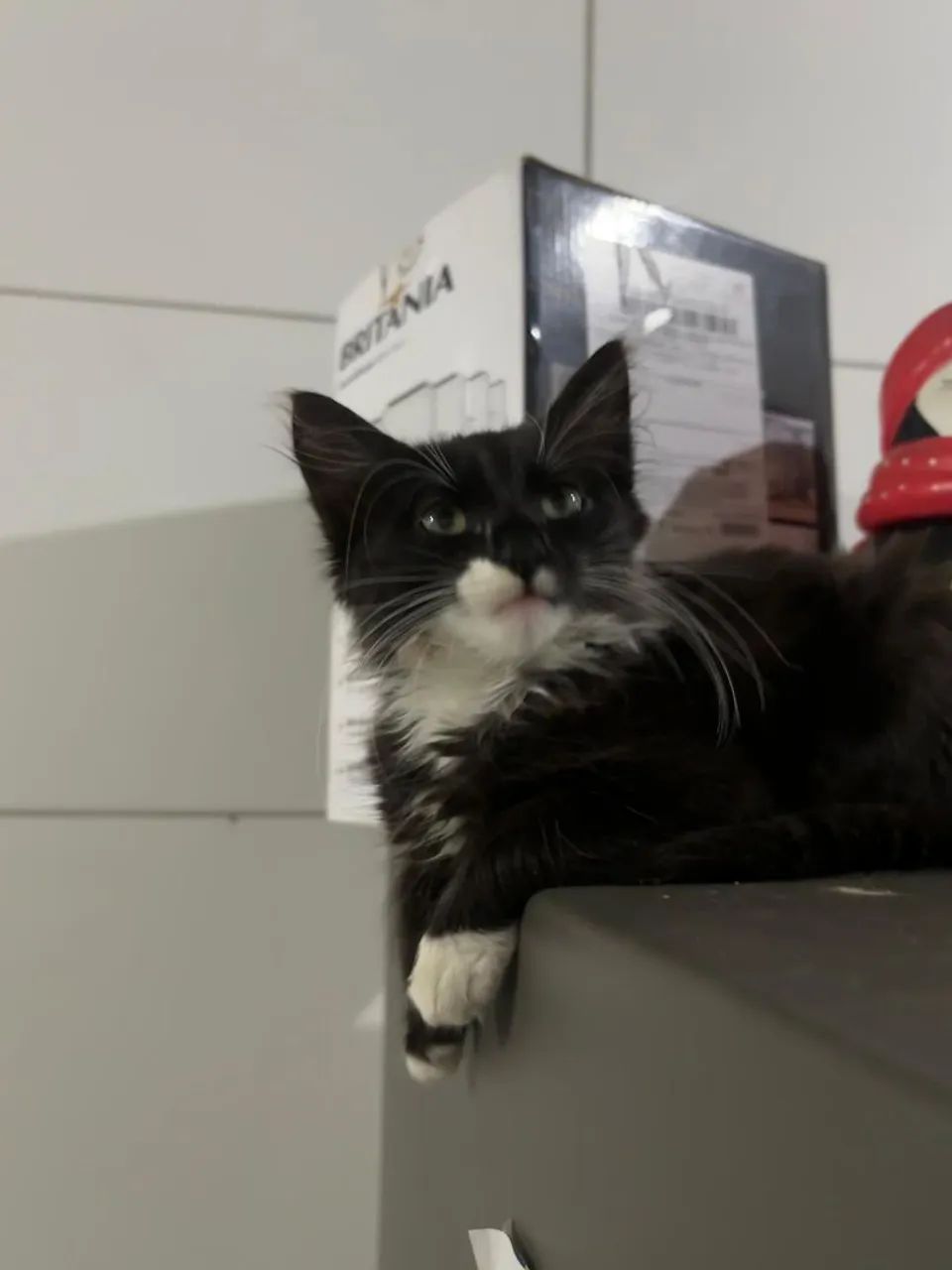 Gatos vermífugados para adoção responsável 