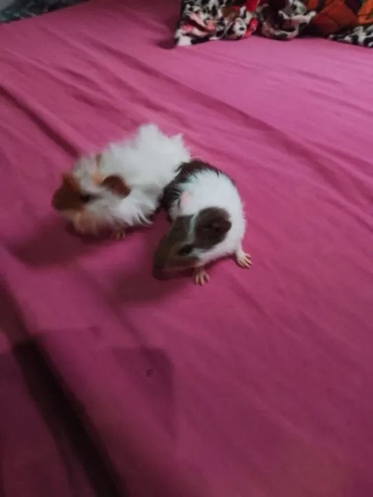 Dois porquinhos da índia fofinhos para adoção