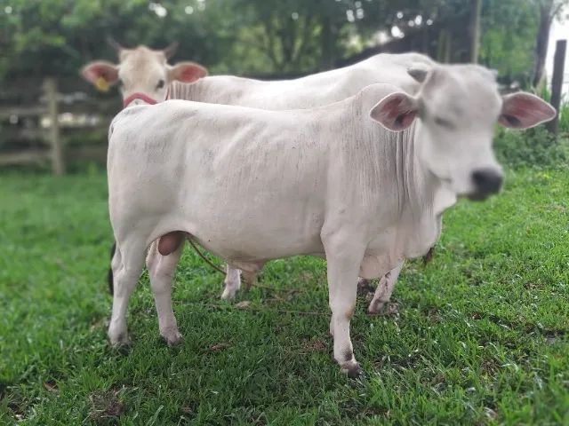 Mini Touro  - Foto 4