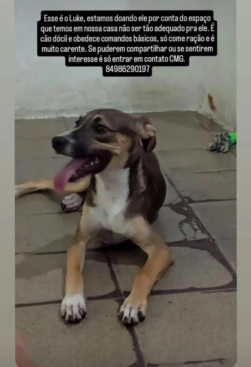 Luke - Cão para Adoção Responsável
