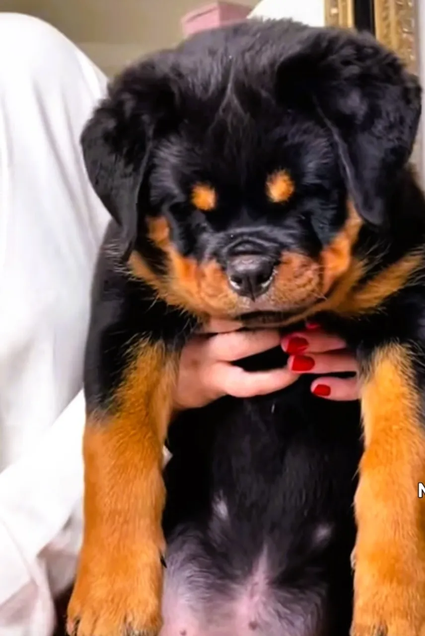 Excelente Seleção da Raça Rottweiler - Mais Detalhes no WhatsApp