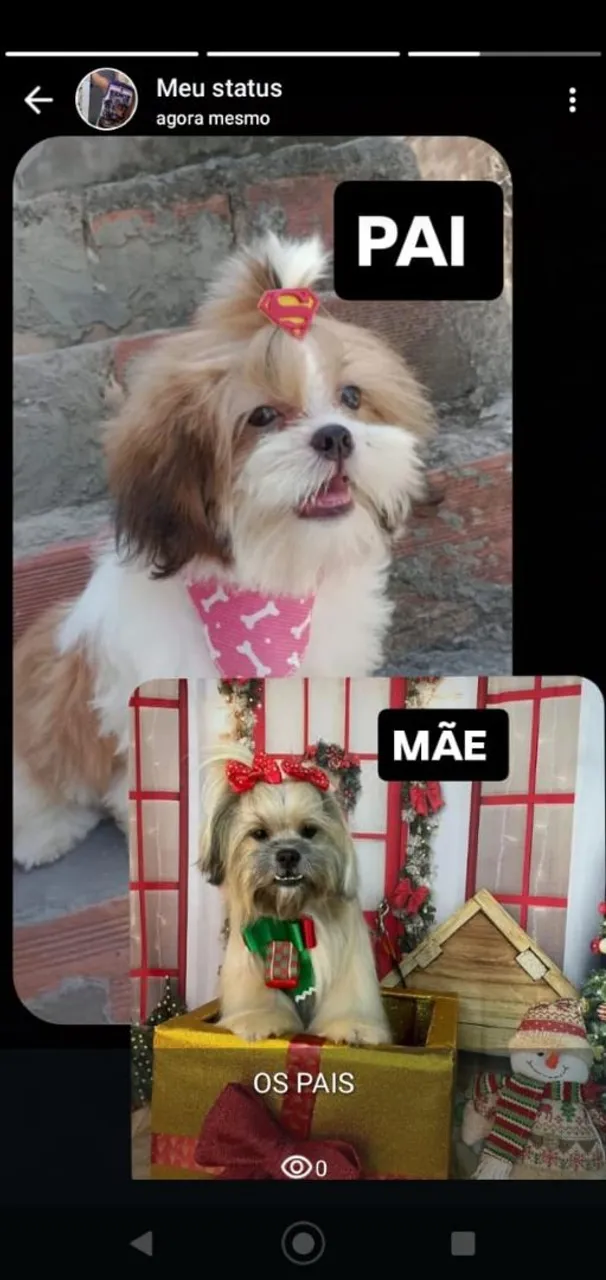 Shih Tzu Filhotes - Pais Lindos!