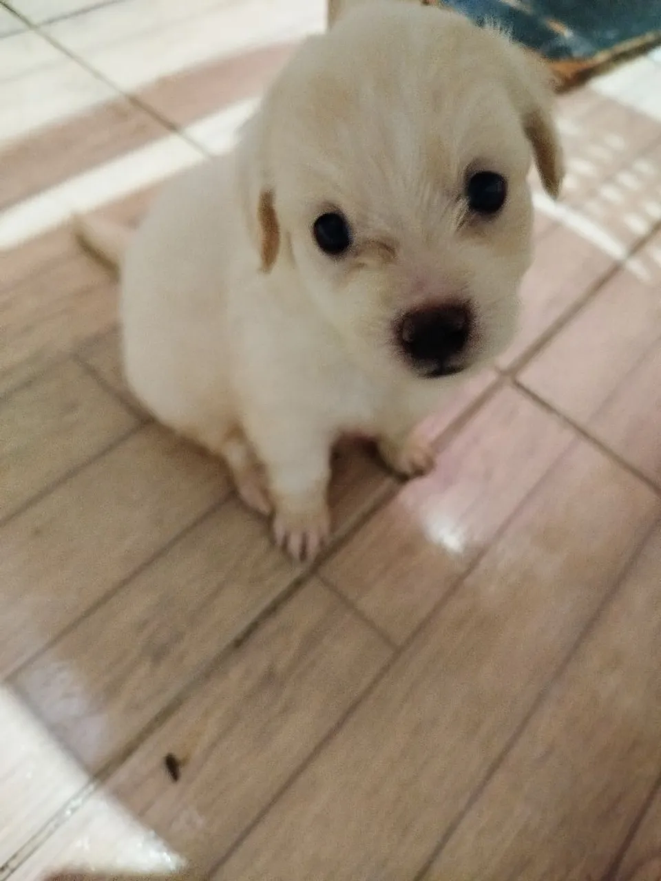 Filhote de cachorro poodle fofo 