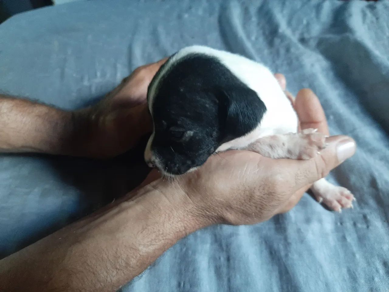 Doaçao de cachorro - Foto 4