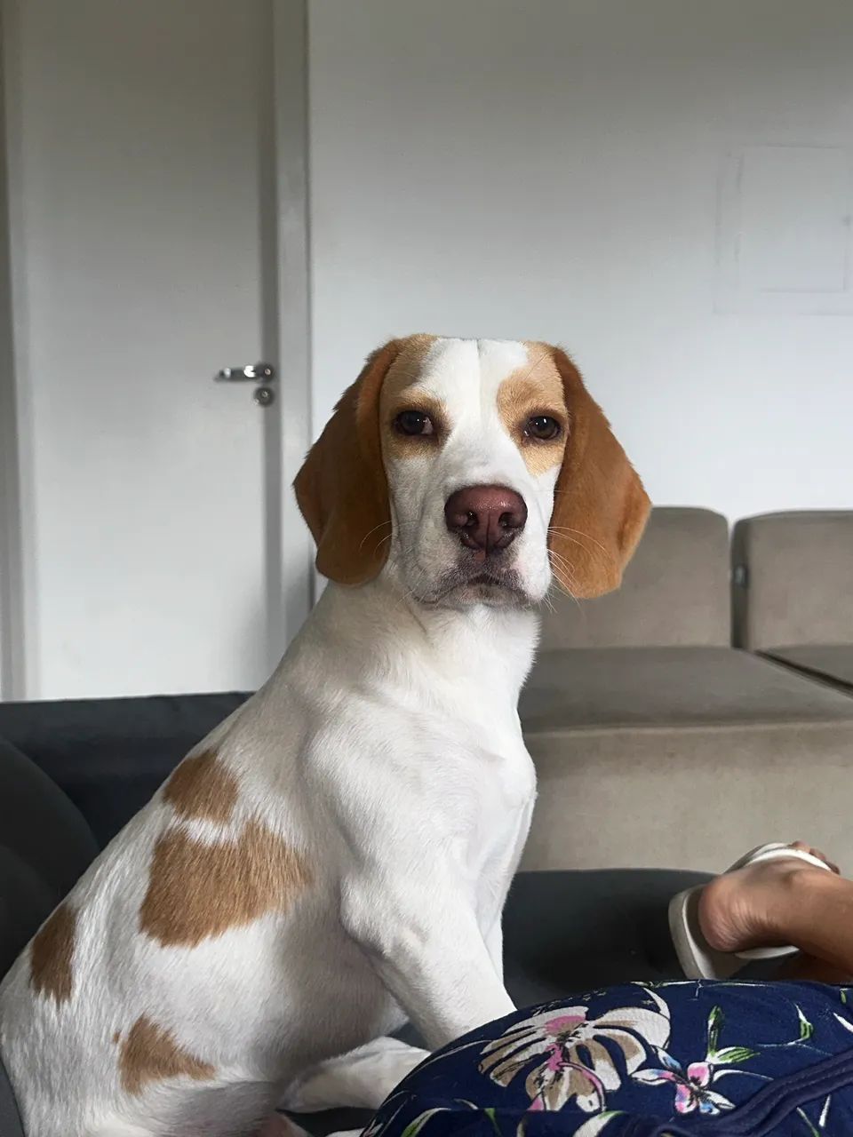 Vende-se Beagle - Foto 2