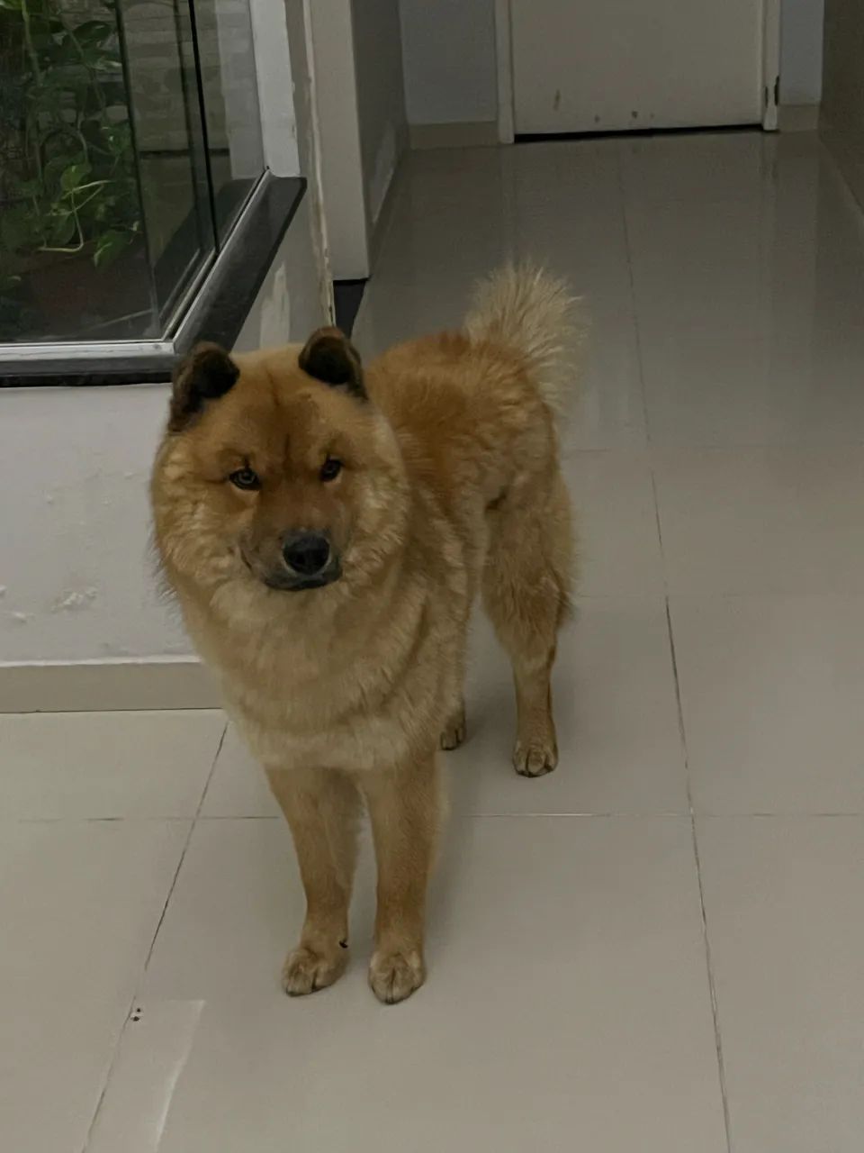 Cachorro Husky com Chow Chow para cruzar  - Foto 3