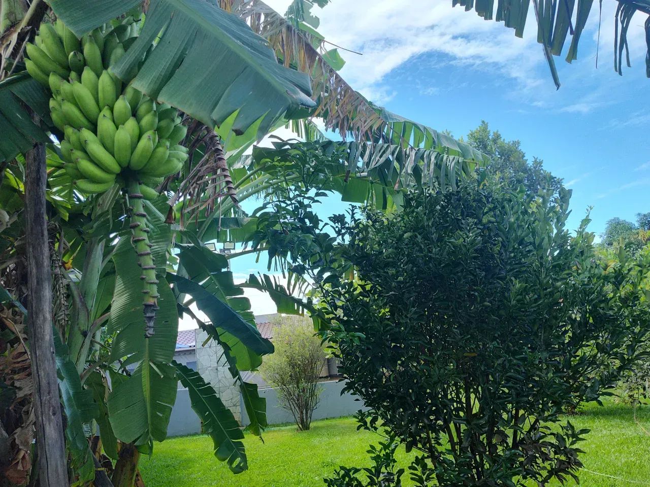 Linda chácara em Cajueiro - Foto 4