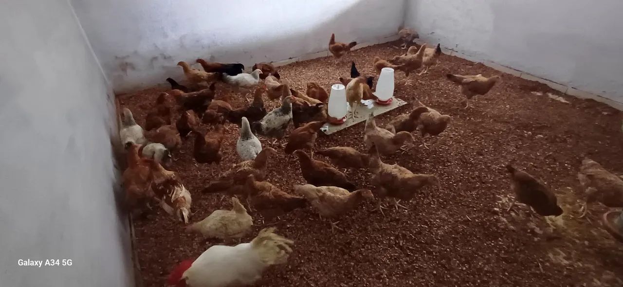 Galinha caipira - Foto 2