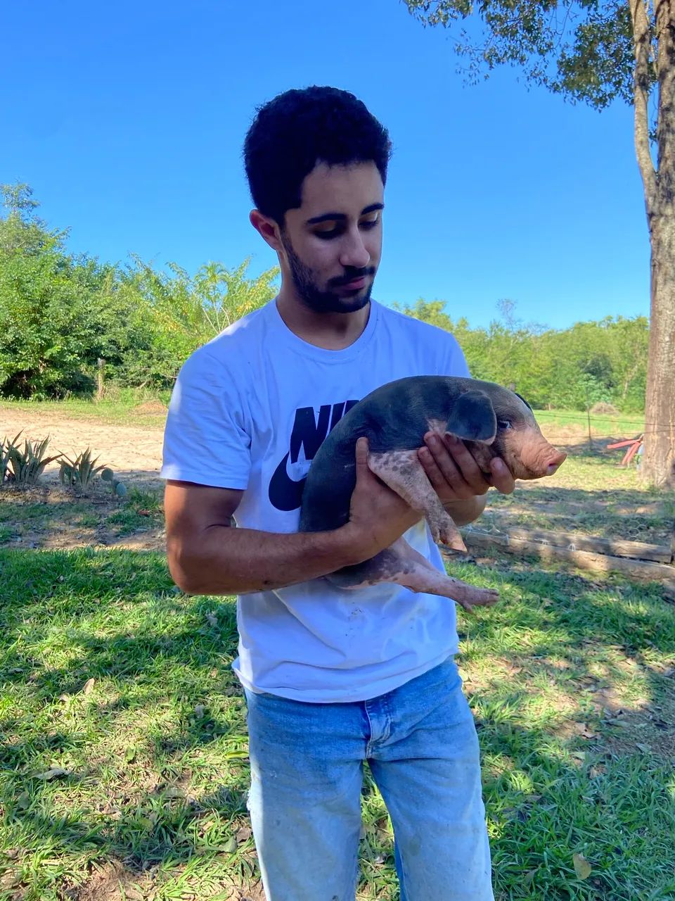 Suíno - Foto 2